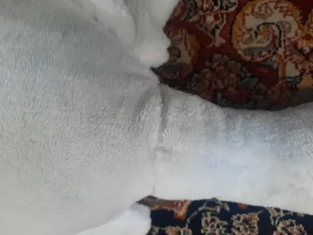 عروسک طرح غاز بالشتی مدل کامفورت طول 90 سانتی‌متر