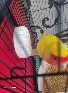 تجریه خرید سنگ کلسیم کد C0004 بسته ۲ عددی