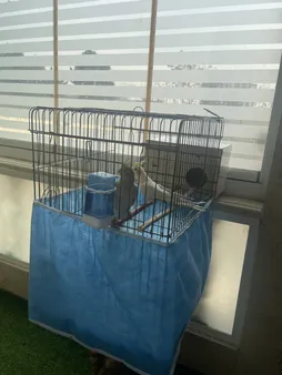 لانه پرنده مدل عروس هلندی