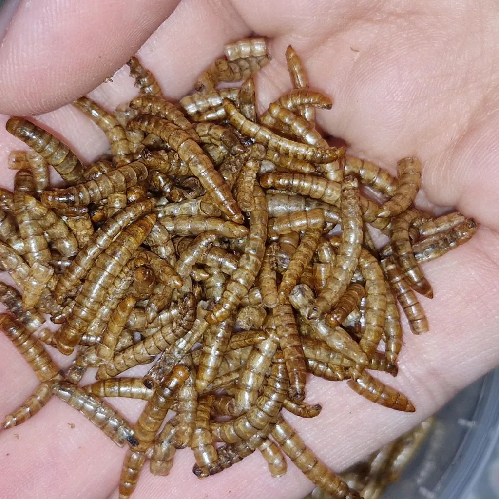 تشویقی عروس هلندی فود فارمز لند مدل میل ورم وزن 50 گرم