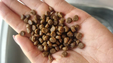 غذای خشک گربه جوسرا مدل kitten وزن 2 کیلوگرم