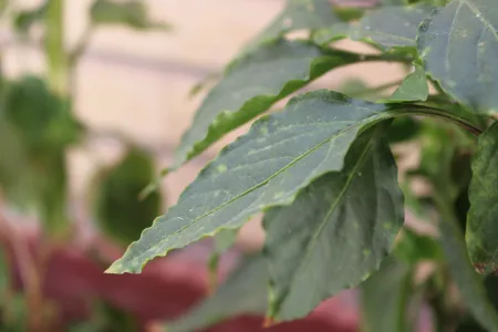 دوربین دیجیتال کانن مدل EOS 2000D به همراه لنز 18-55 میلی متر DC III