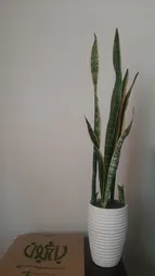 گیاه طبیعی سانسوریا شمشیری ابلغ کد1 -AS-7