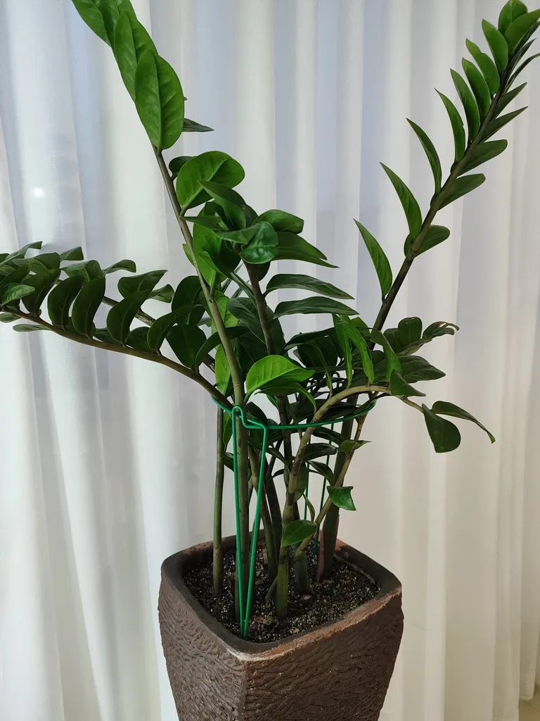 قیم نگهدارنده گیاه مدل سانسوریا بسته 4 عددی