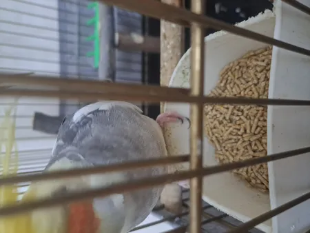 غذای عروس هلندی تاپ فید کد MH 11 وزن 1 کیلوگرم