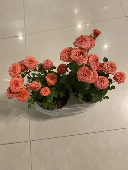 گیاه طبیعی ساناز کد yt18