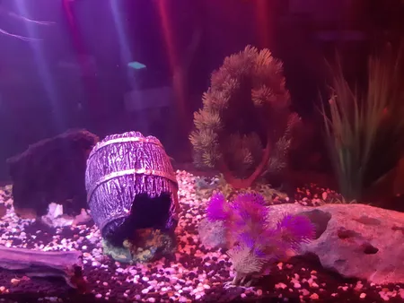 گیاه تزیینی آکواریوم کد 13