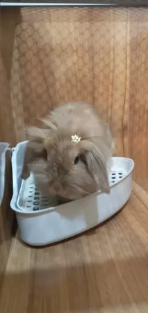 توالت خرگوش مدل 1033