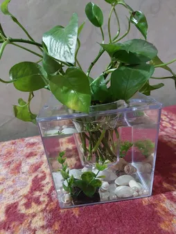 گلدان طرح آکواریوم کد ck106