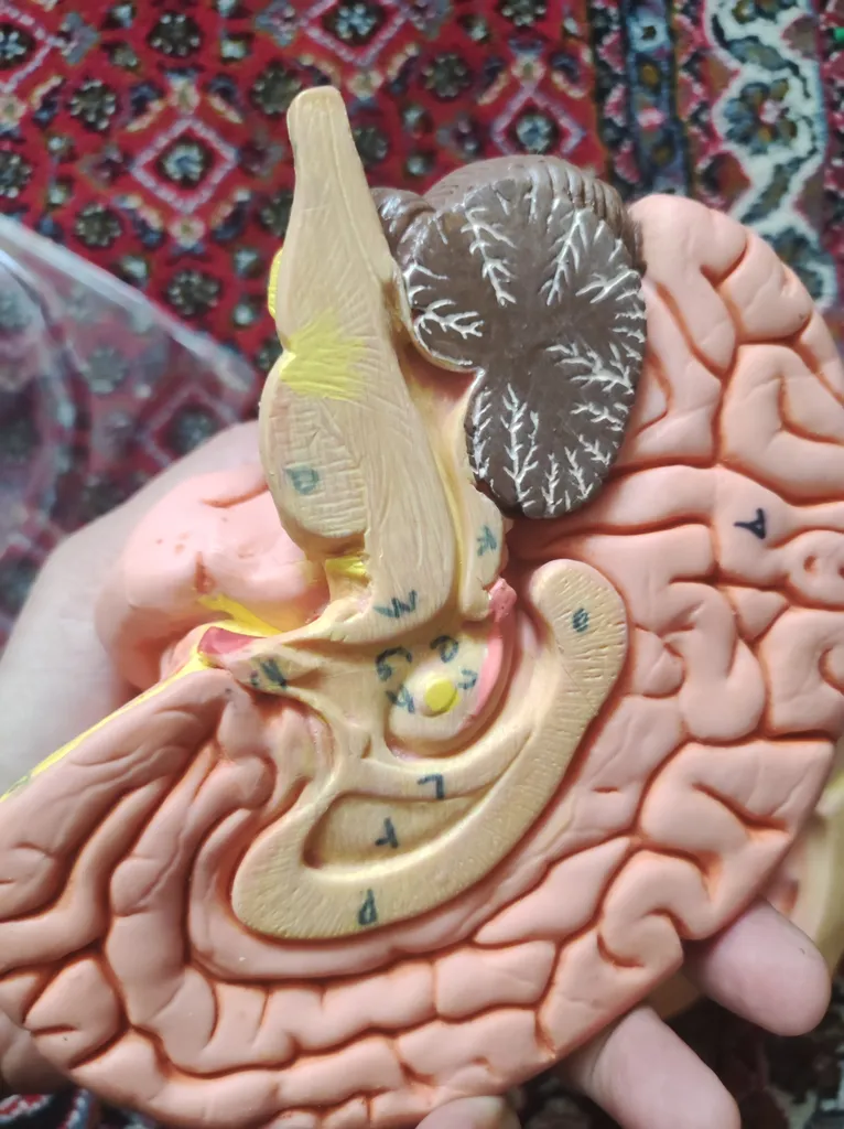 بازی آموزشی مدل مولاژ مغز انسان مدل 4Parts کد A4