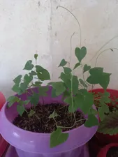 تجریه خرید بذر گل نیلوفر رونده الوان آذر سبزینه مدل A138