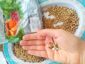 تجریه خرید عدس شاهسوند - 900 گرم