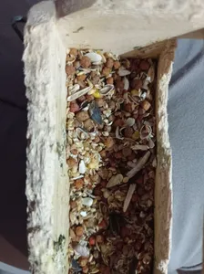 تجریه خرید غذای عروس هلندی مفید مدل TEH-COCKATIEL وزن 1000 گرم