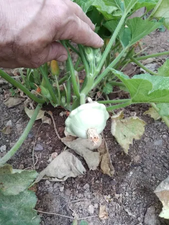 بذر کدو ستاره ای سفید بذر طلایی رویان کد BZT-138