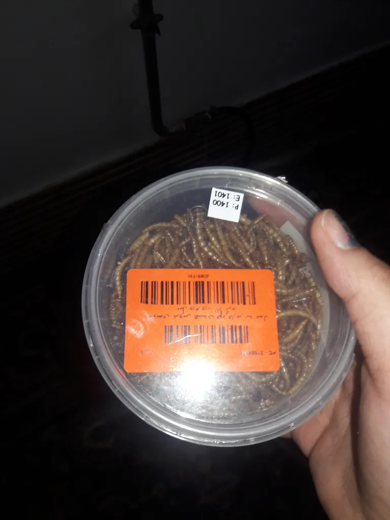 تشویقی عروس هلندی فود فارمز لند مدل میل ورم وزن 50 گرم