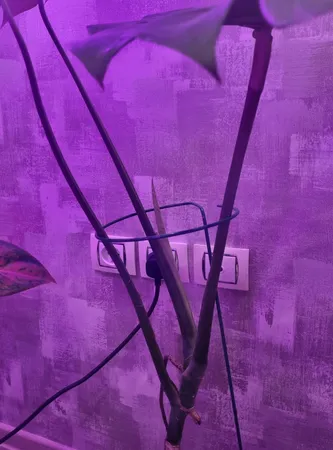 چراغ رشد گیاه 40 وات مدل Quad Circle