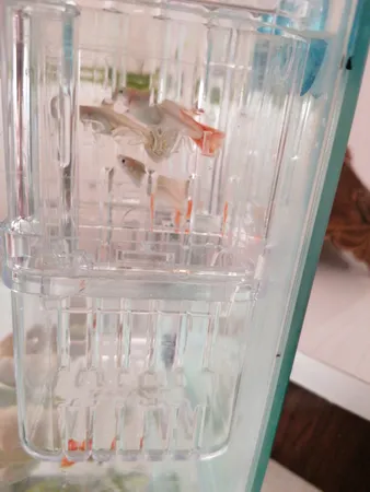 زایشگاه ماهی رویال مدل sn_113