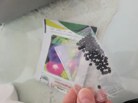 بذر گل نیلوفر رونده الوان گلبرگ پامچال کد GPF-093