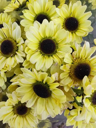 گوشی موبایل آنر مدل 90 دو سیم کارت ظرفیت 512 گیگابایت و رم 12 گیگابایت