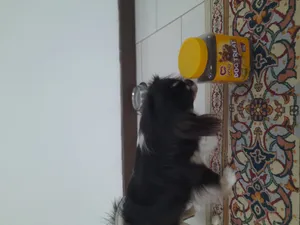 تجریه خرید تشویقی سگ اونو مدل Mini Bites وزن 500 گرم