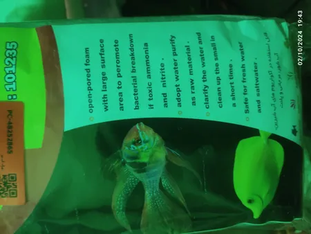 پد فیلتر آکواریوم مدل N 101235 بسته ۱۰ عددی