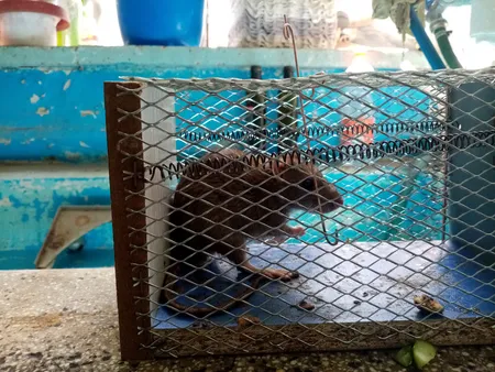 تله موش مدل قفسی