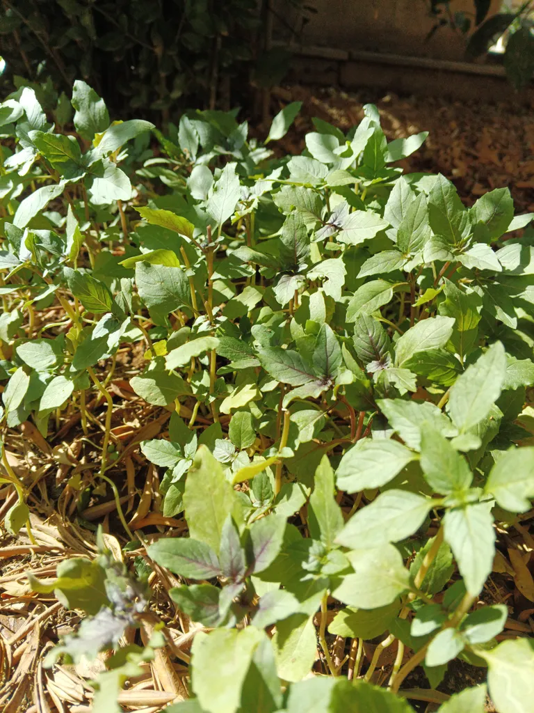 گوشی موبایل وکال مدل V2 دو سیم کارت ظرفیت 128 گیگابایت و رم 6 گیگابایت