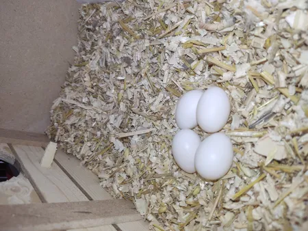 لانه پرنده مدل عروس هلندی درب کشویی طرح چوبی