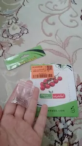 تجریه خرید بذر گوجه گیلاسی قرمز فصل سبز کد SEED-024