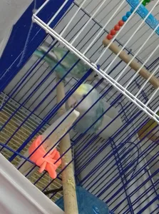 تجریه خرید کف دریا کد020 وزن 20 گرم به همراه گیره کلیپسی