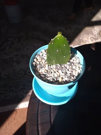 گلدان شهرآذین مدل 3012 ارتفاع 10 سانتی متر