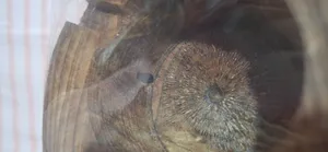 تجریه خرید زیر سیگاری مدل رویال کد DIGI_1