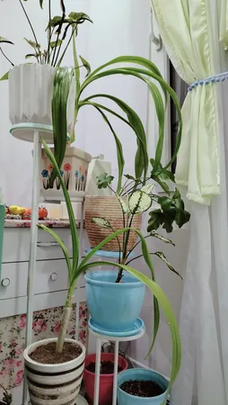 استند گلدان مدل پیچک