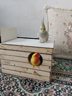 لانه پرنده مدل عروس هلندی درب کشویی طرح چوبی