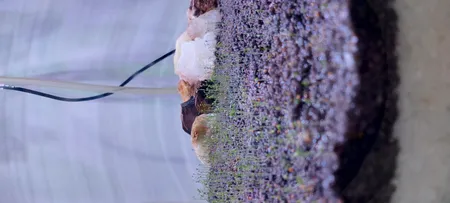 بذر پلنت آکواریوم مدل چمن ریز کوبایی