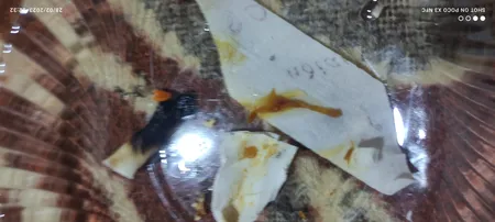 شمع پاکسازی گوش اوندیان مدل X6 مجموعه 12 عددی