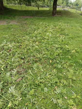 علف زن شارژی مدل Na05