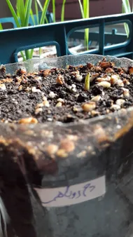 عکس ارسالی خریدار