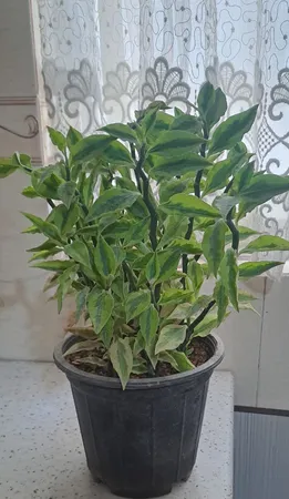 گل طبیعی پدیلانتوس مدل دالیدا