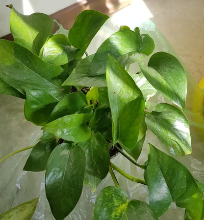 گیاه طبیعی پتوس سبز کد 101