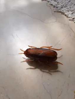 ابزار شوخی دنیای سرگرمی های کمیاب طرح سوسک رباتیک مدل DSK1890