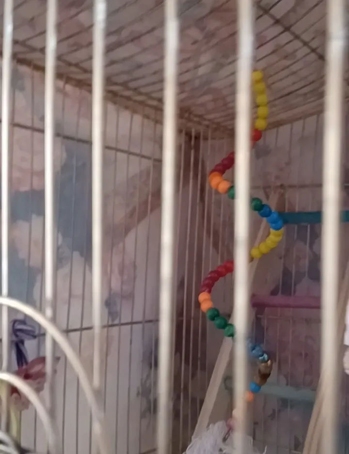 اسباب بازی پرندگان کدAL108