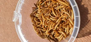 تجریه خرید تشویقی عروس هلندی فود فارمز لند مدل میل ورم وزن 50 گرم