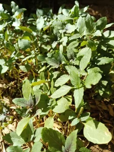 تجریه خرید گوشی موبایل وکال مدل V2 دو سیم کارت ظرفیت 128 گیگابایت و رم 6 گیگابایت