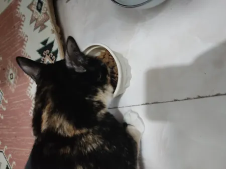 غذای خشک گربه مفید مدل ADULT1400 وزن 2 کیلوگرم