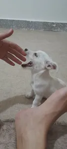 تجریه خرید غذای خشک توله سگ مفید مدل Mini Dog وزن 500 گرم