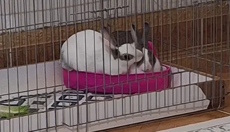 توالت خرگوش مدل 1033