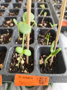 تجریه خرید بذر گل آفتابگردان زینتی پابلند زرد آرکا بذر ایرانیان کد 137-ARK