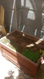 بذر سبزی خوراکی بذر طلایی برتر کد P-S-BZT-08 مجموعه 8 عددی