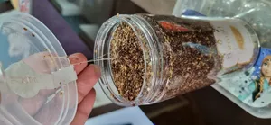 تجریه خرید کنجد قهوه ای ممتاز سرمد - 500 گرم